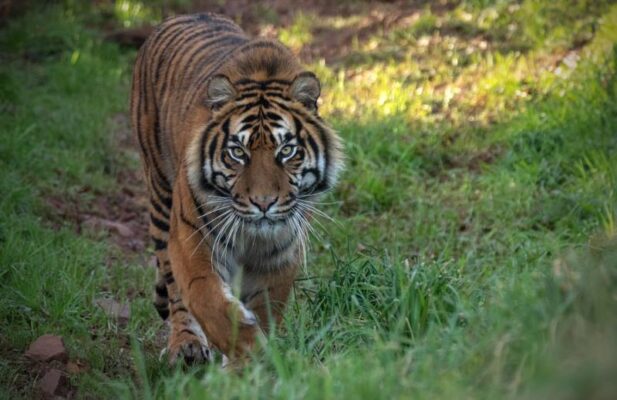 Twin Lakes family adventure - South Lakes Safari Zoo tiger