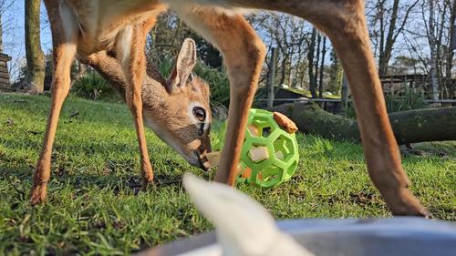 Twin Lakes family adventure - Lakeland Wildlife Oasis